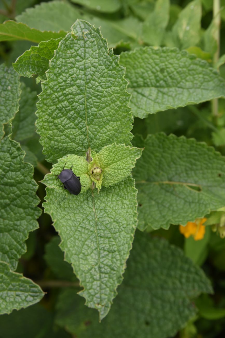 Image of familia Lamiaceae specimen.
