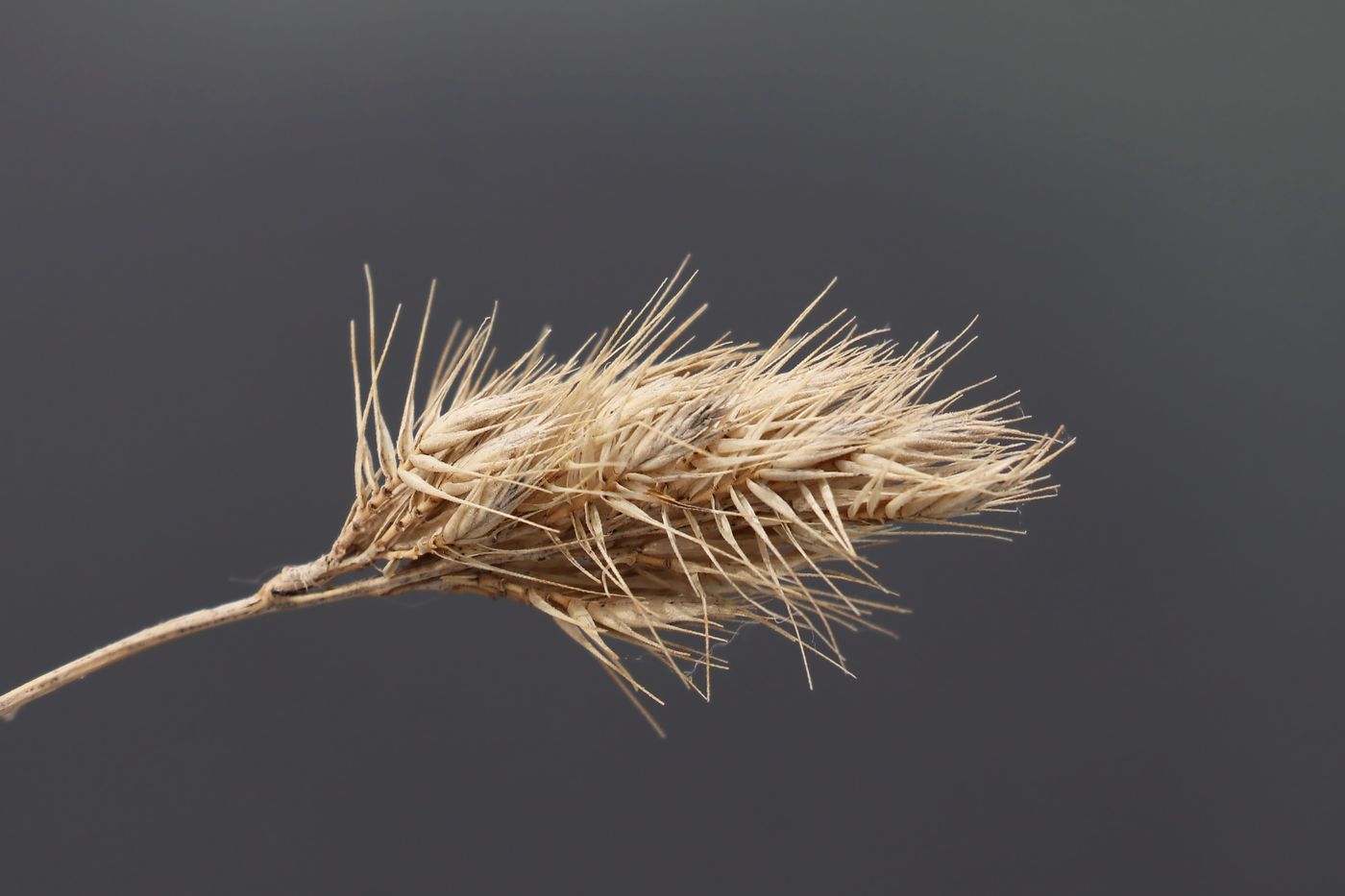 Image of Cynosurus echinatus specimen.