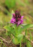 Dactylorhiza euxina