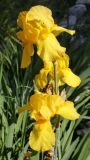 род Iris