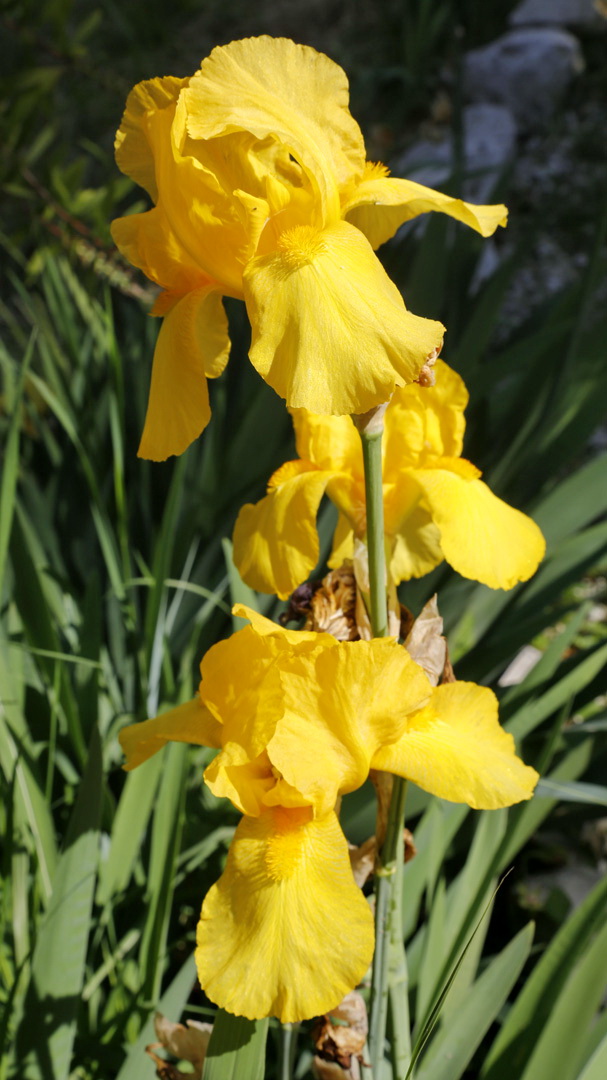 Image of genus Iris specimen.