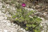 View full-size image Paeonia daurica