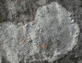 Смотреть изображение Aspicilia candida