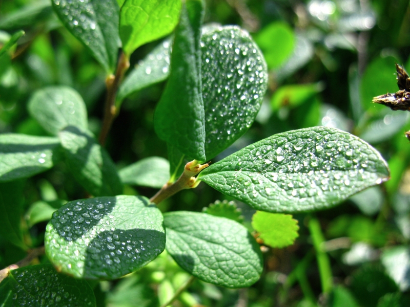 Image of Vaccinium uliginosum specimen.