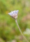 View full-size image Knautia integrifolia