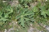 View full-size image genus Heracleum