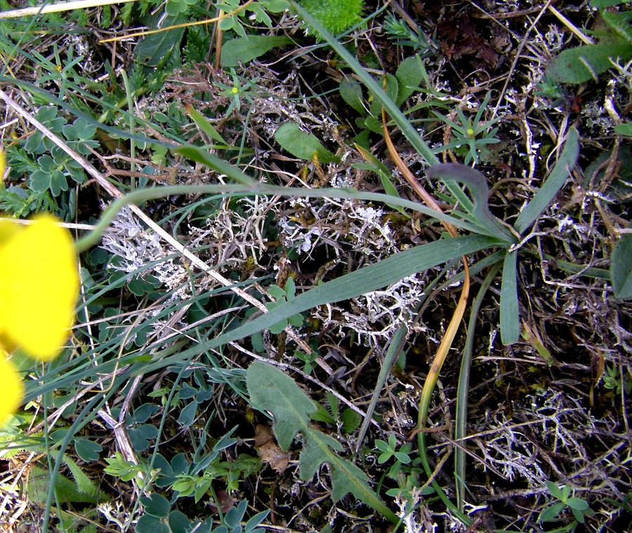 Изображение особи Ranunculus gramineus.
