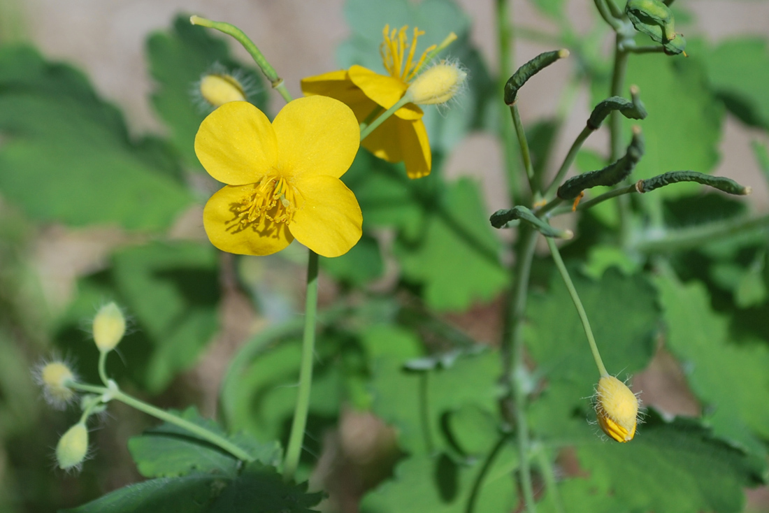 Изображение особи Chelidonium majus.