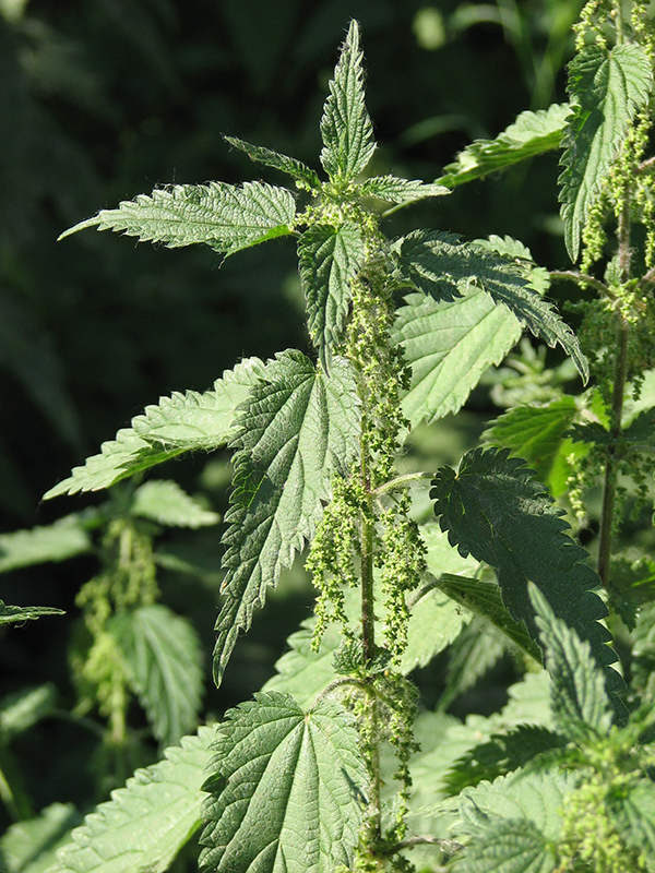 Image of Urtica dioica specimen.