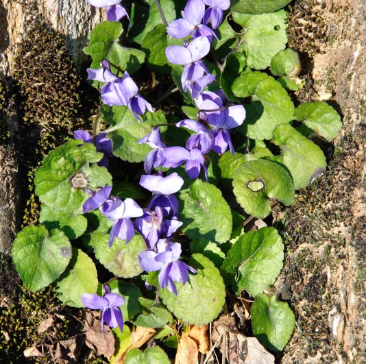 Image of Viola odorata specimen.