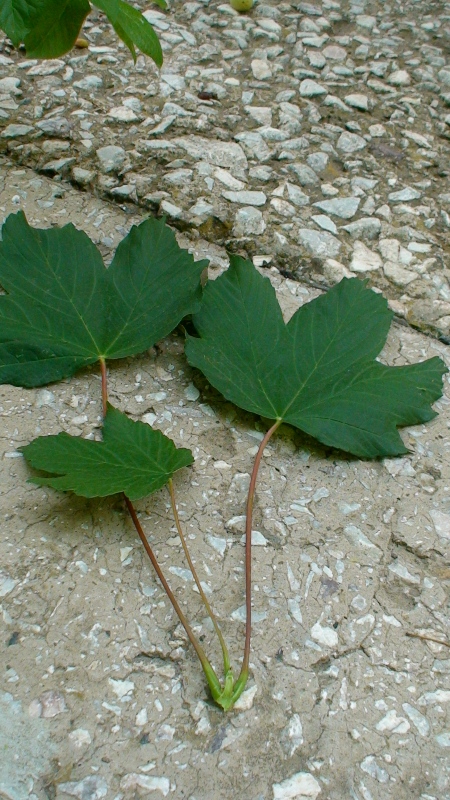 Image of Acer pseudoplatanus specimen.