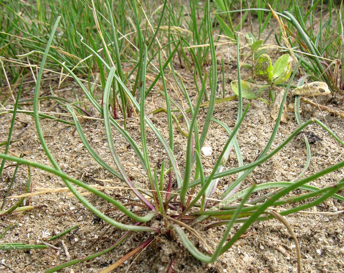 Изображение особи Plantago salsa.