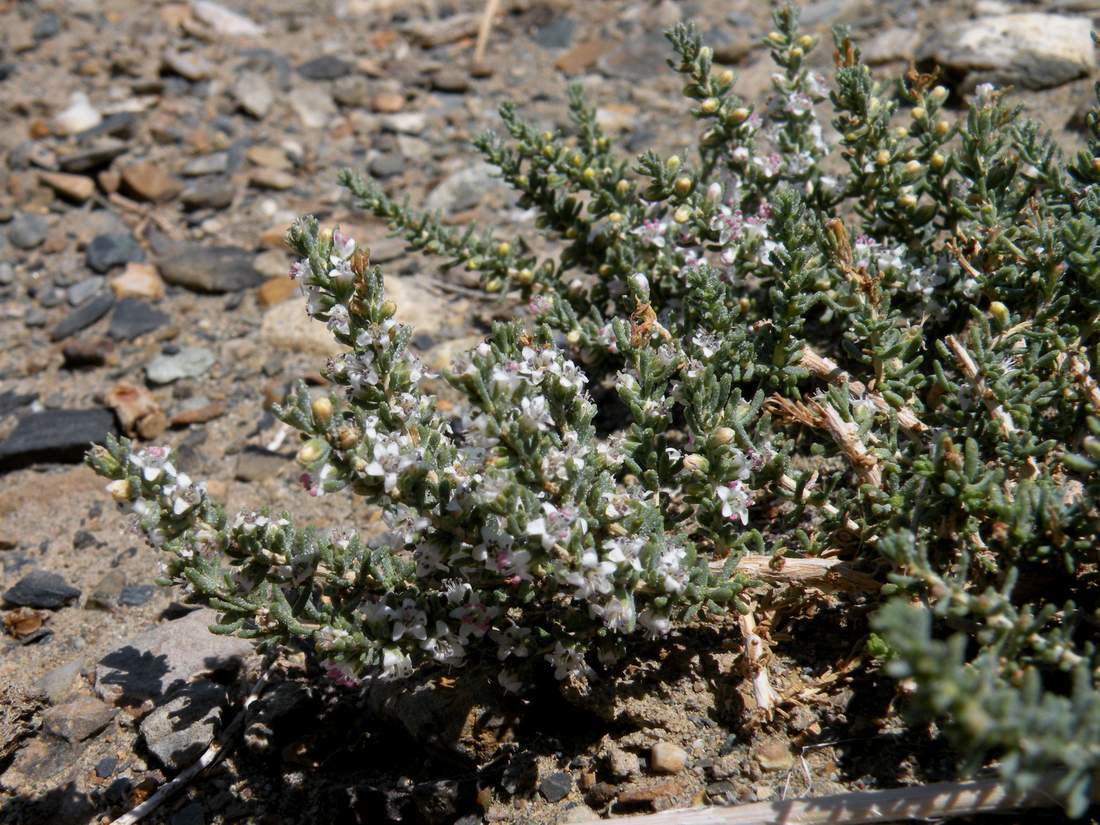 Image of Reaumuria songarica specimen.