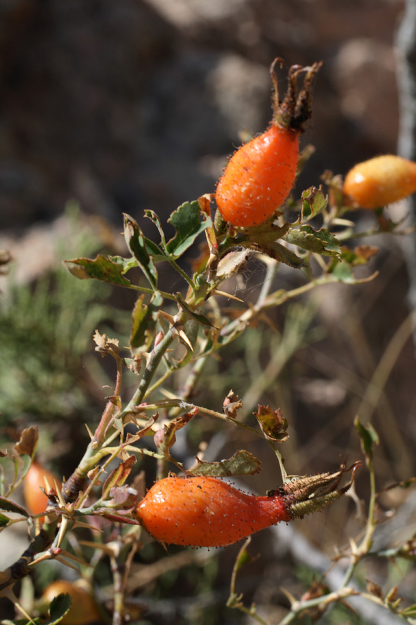 Image of Rosa fedtschenkoana specimen.