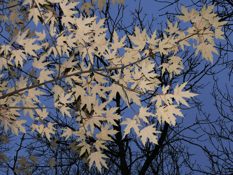 Image of Acer saccharinum specimen.