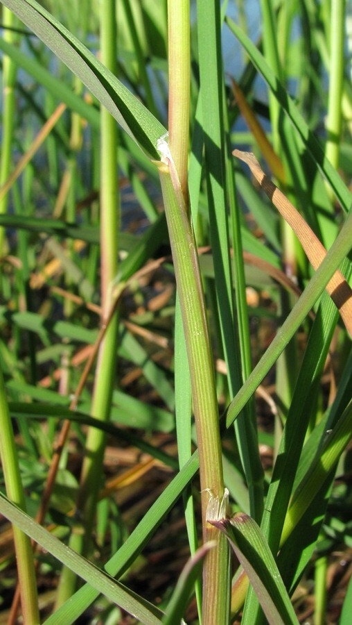 Image of Glyceria fluitans specimen.