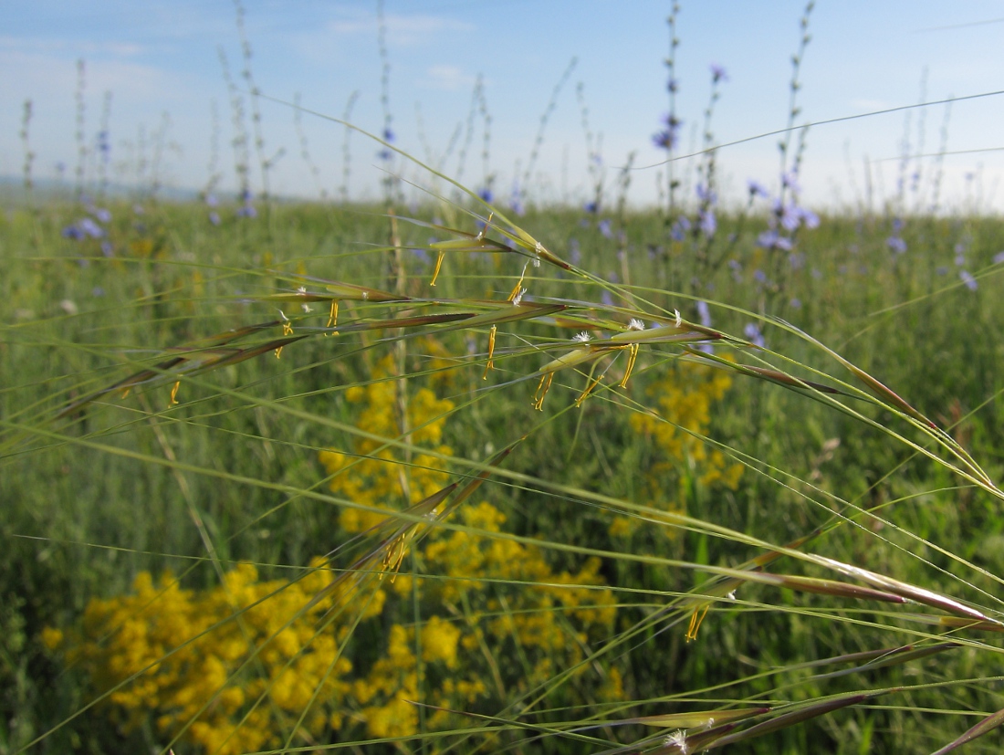 Изображение особи род Stipa.