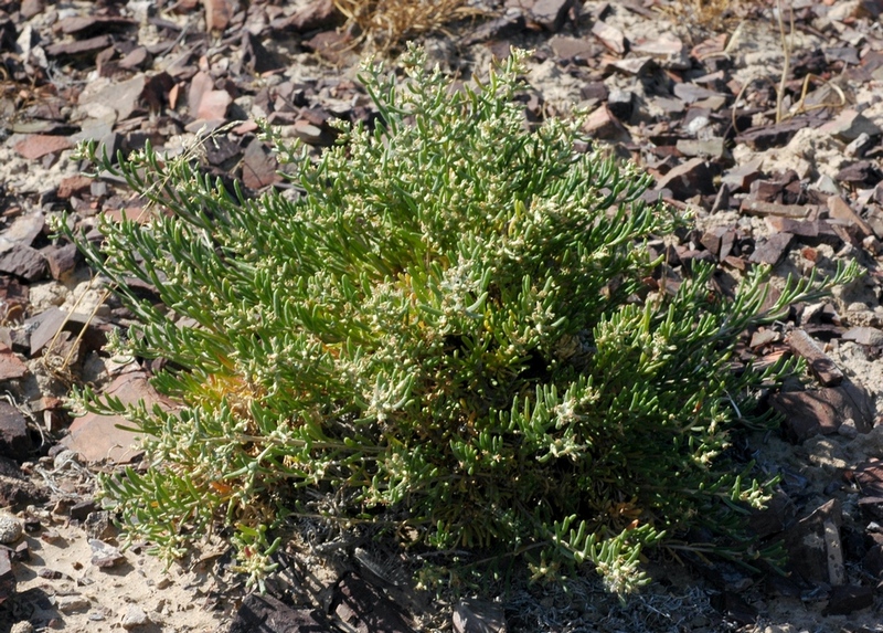 Image of Salsola arbusculiformis specimen.