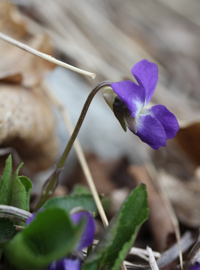 Изображение особи Viola dehnhardtii.