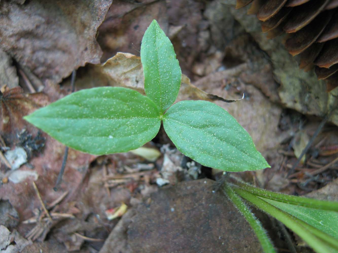 Image of Paris quadrifolia specimen.