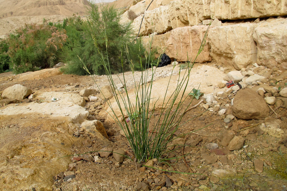 Image of Juncus arabicus specimen.