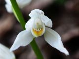 Cephalanthera longifolia