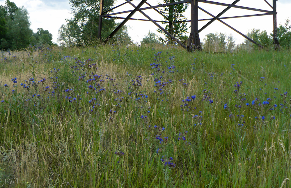 Image of Anchusa officinalis specimen.