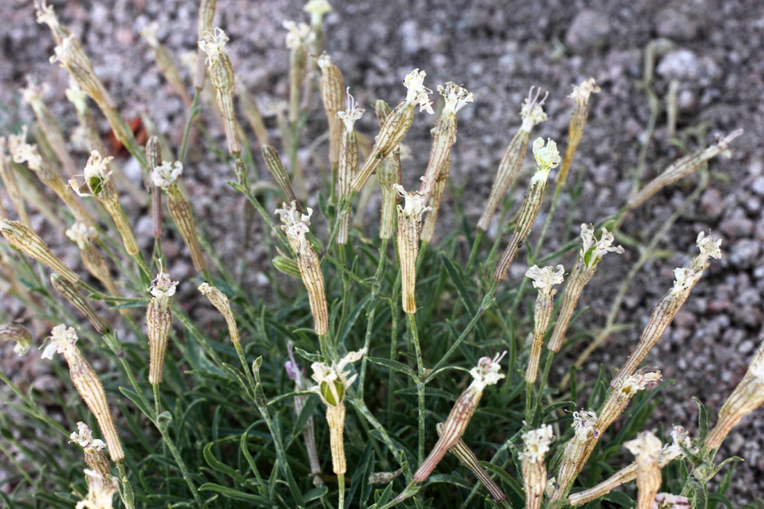 Image of Silene guntensis specimen.