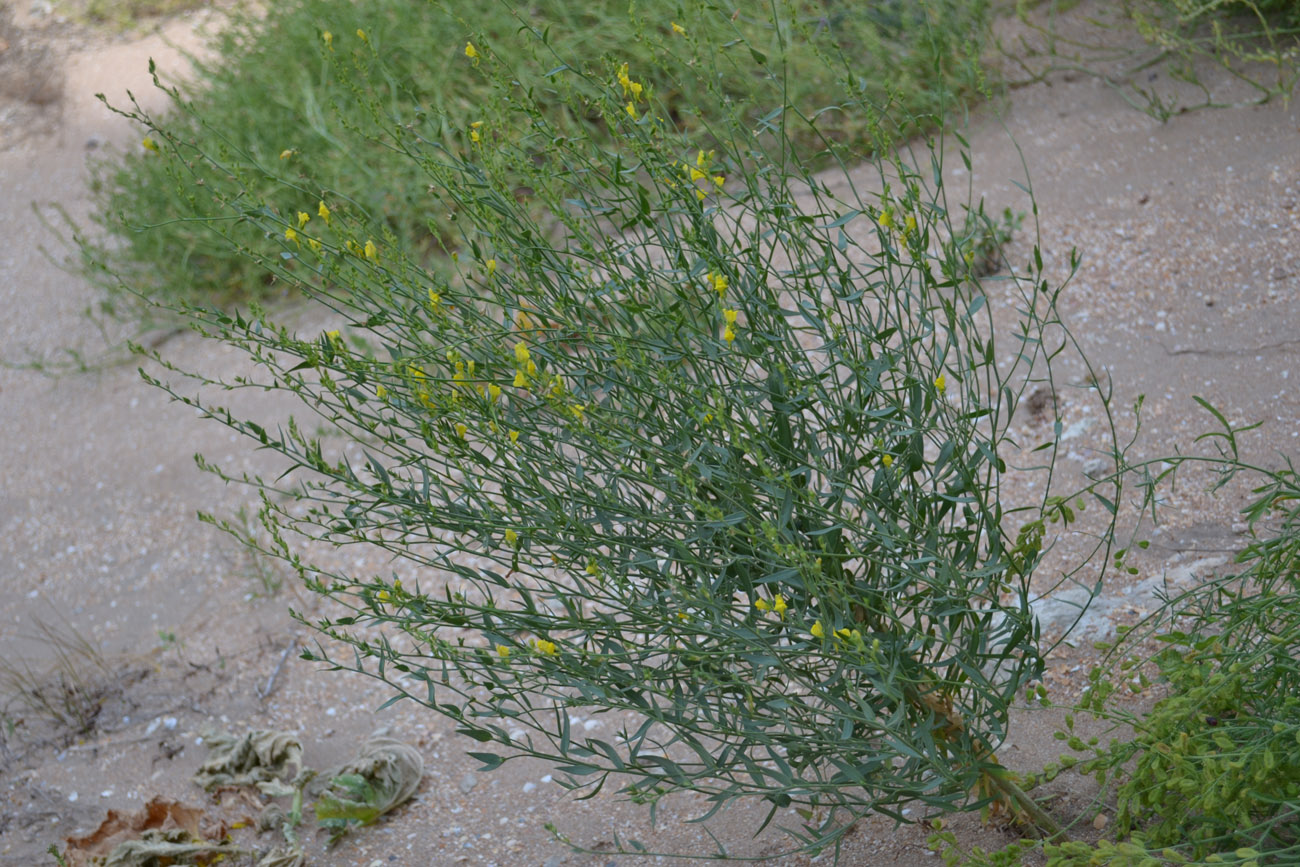 Изображение особи Linaria genistifolia.