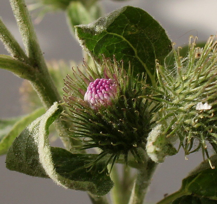 Image of Arctium minus specimen.