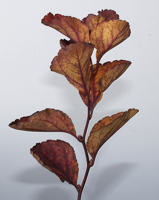 Image of Spiraea betulifolia specimen.