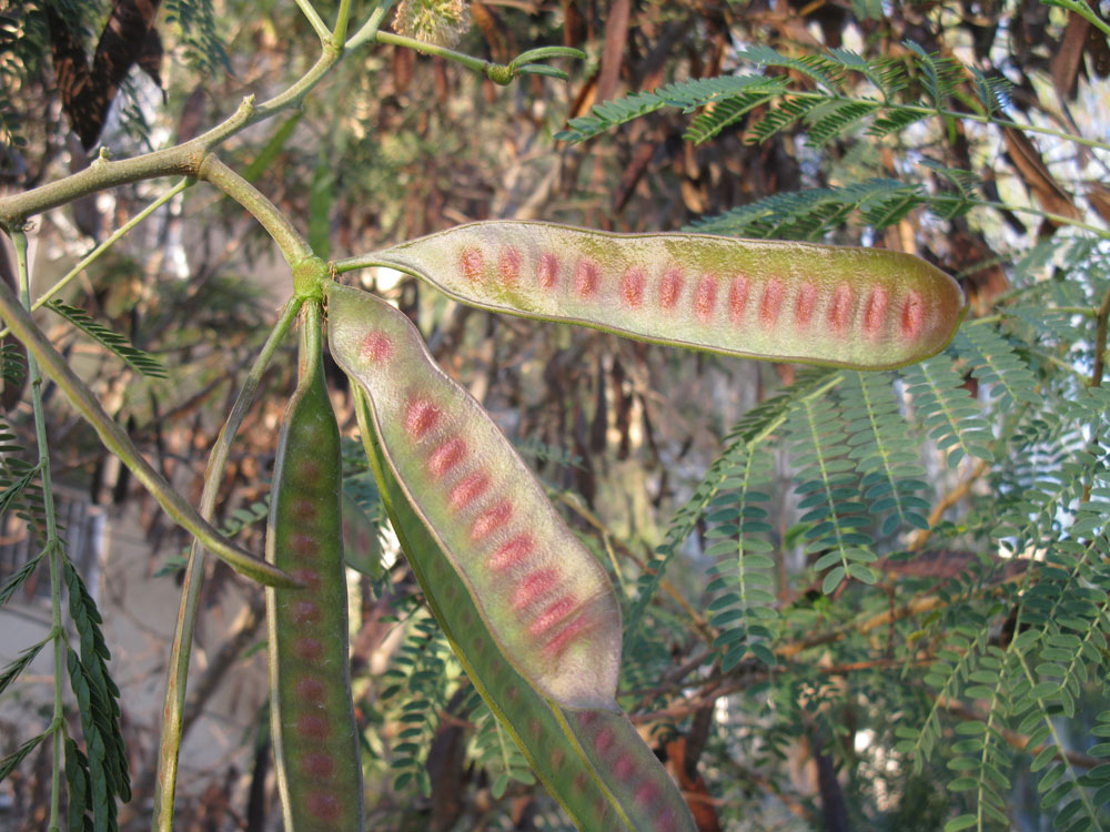 Image of Leucaena leucocephala specimen.