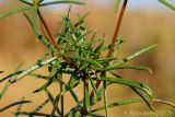 Galium glabratum