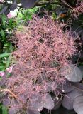 Cotinus coggygria