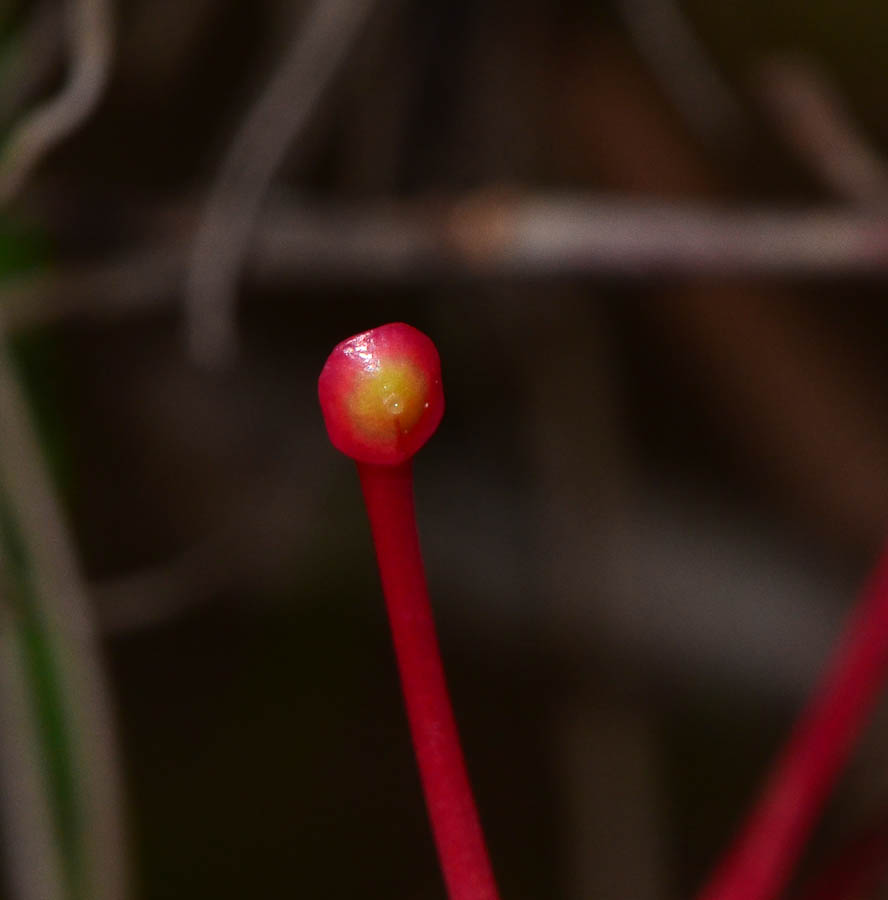 Image of Grevillea longistyla specimen.