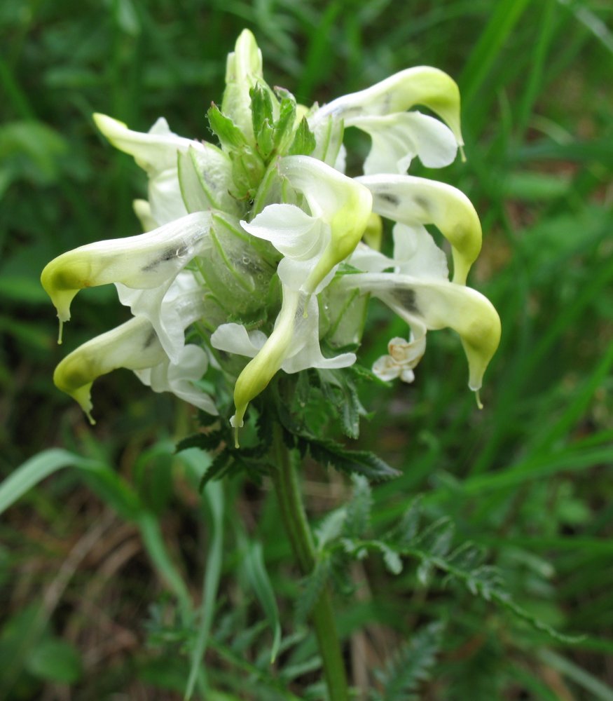 Image of Pedicularis compacta specimen.