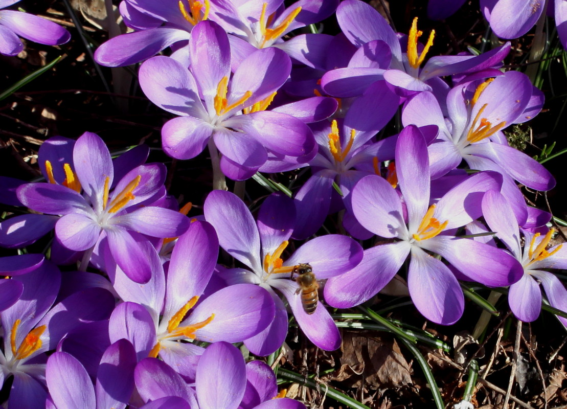 Изображение особи Crocus tommasinianus.