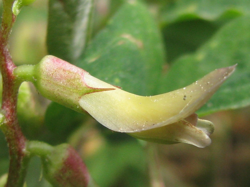 Image of Astragalus glycyphyllos specimen.