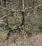 Cephalanthus occidentalis. Одна из основных ветвей взрослого растения. Германия, г. Krefeld, ботанический сад. 07.04.2013.