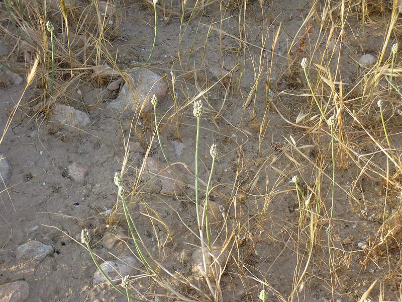 Image of Allium artemisietorum specimen.