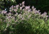 Syringa vulgaris. Цветущие растения. Санкт-Петербург. 26 Мая 2009 г.