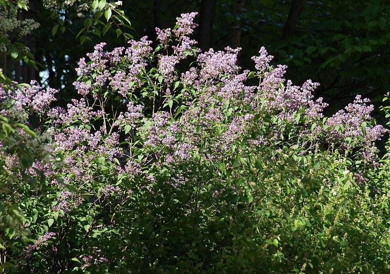 Изображение особи Syringa vulgaris.