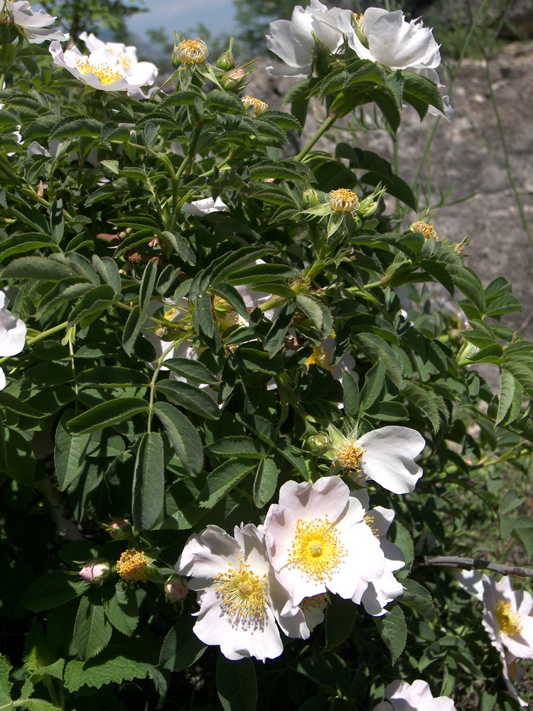 Изображение особи Rosa corymbifera.