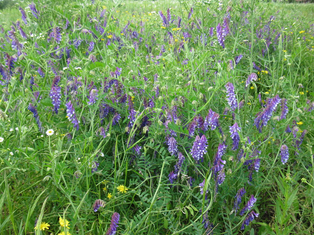 Image of Vicia villosa specimen.