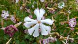 Silene chlorifolia