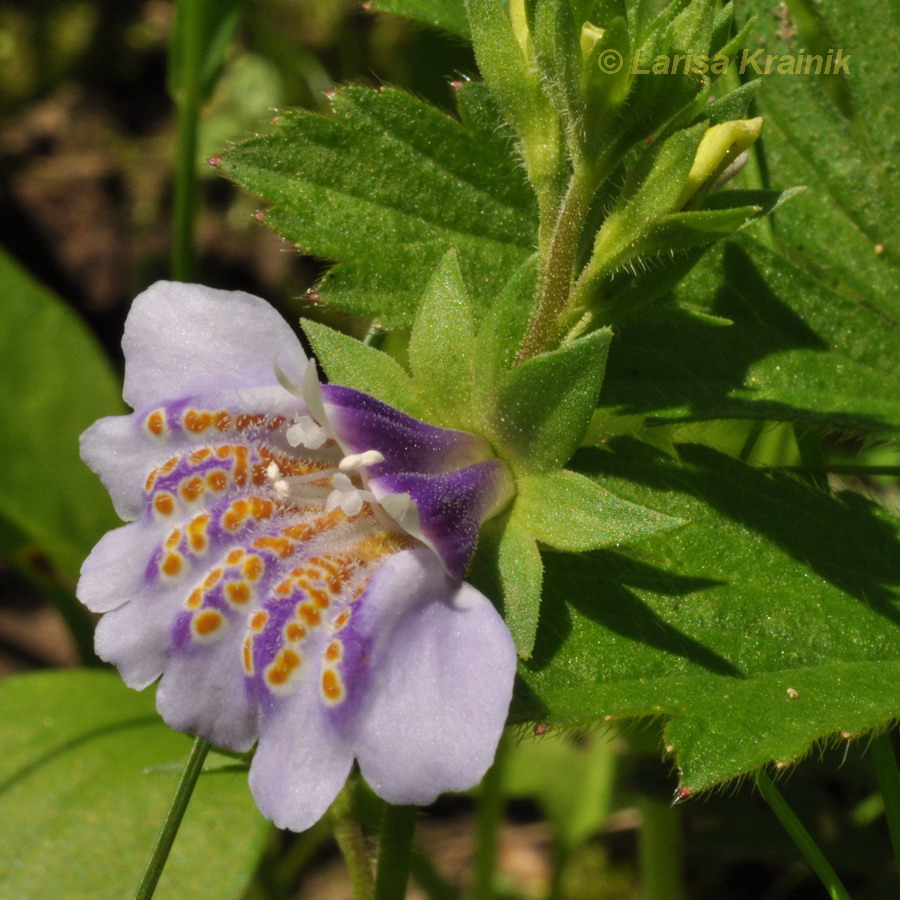 Image of Mazus stachydifolius specimen.