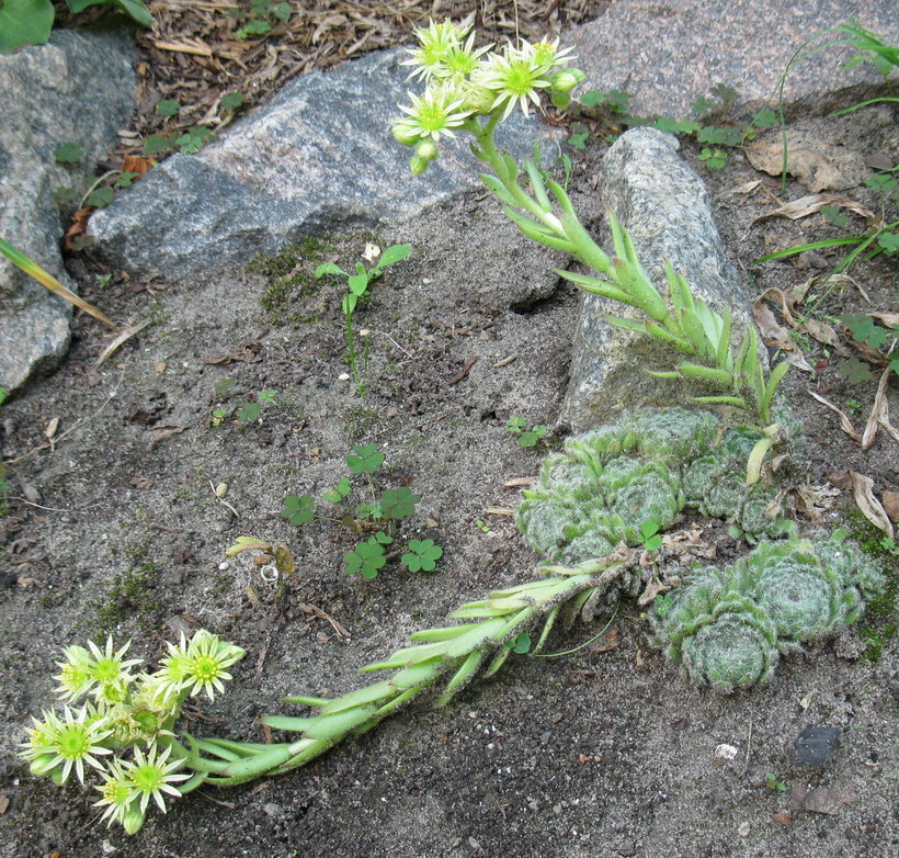 Изображение особи Sempervivum ciliosum var. borisii.