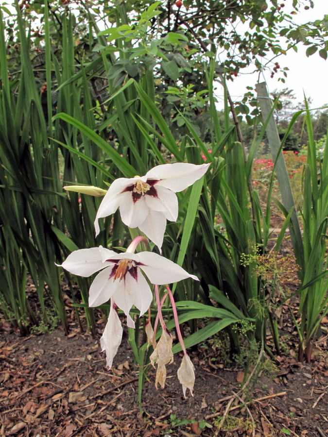 Image of Gladiolus murielae specimen.