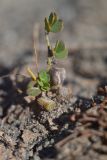 Marsilea aegyptiaca