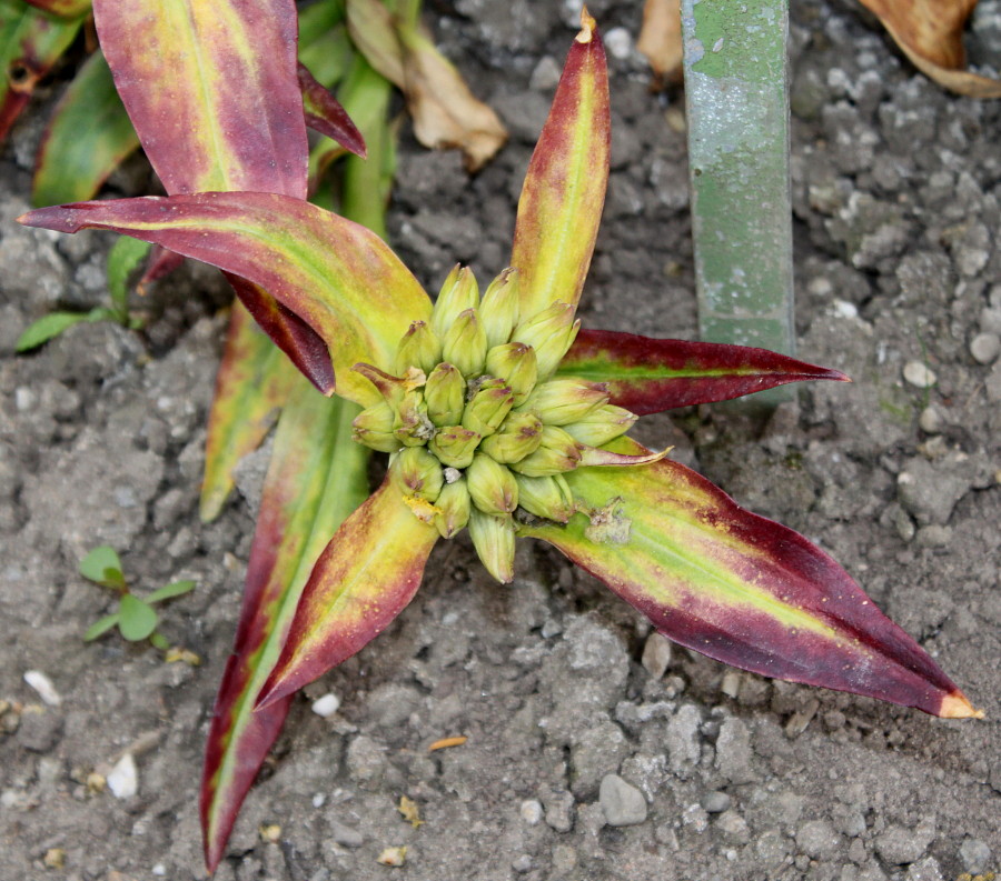 Image of Gentiana tibetica specimen.